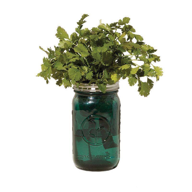 Modern Sprout Glass Jar Grow Set - Basil + Cilantro