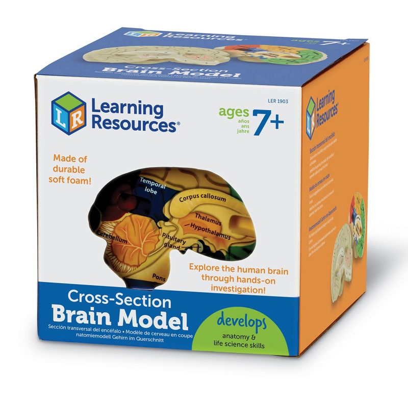Learning Resources Cross-Section Brain Model, Ages 7+