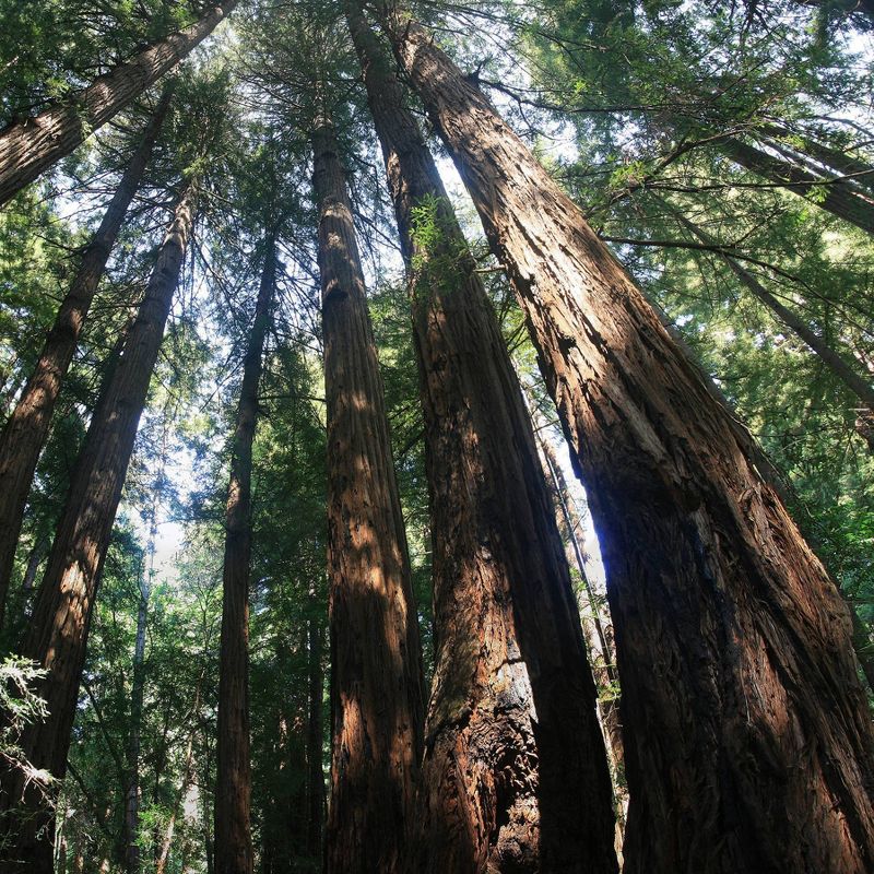 2pk Coast Redwood & Giant Sequoia Seed Grow Kit - The Jonsteen Company