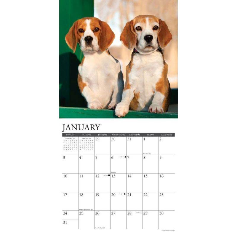 Willow Creek Press,  Just Beagles 2021 Wall Calendar 2021