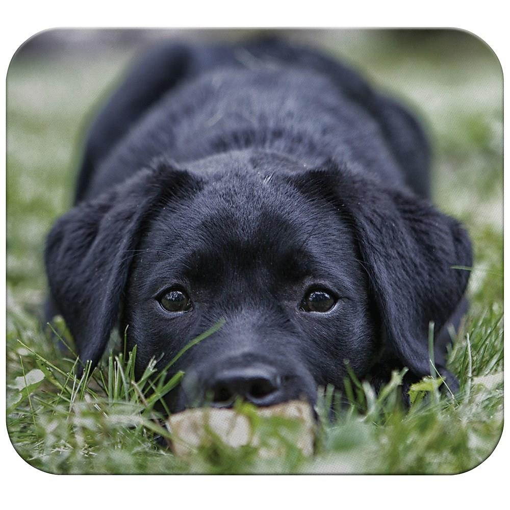 Staples Fashion Mouse Pad Puppy Dog 2805497