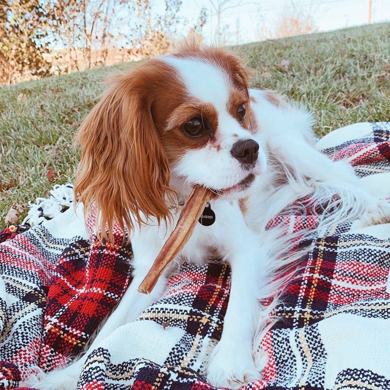 Nature Gnaws Bully Sticks Beef Dog Treats - 8oz