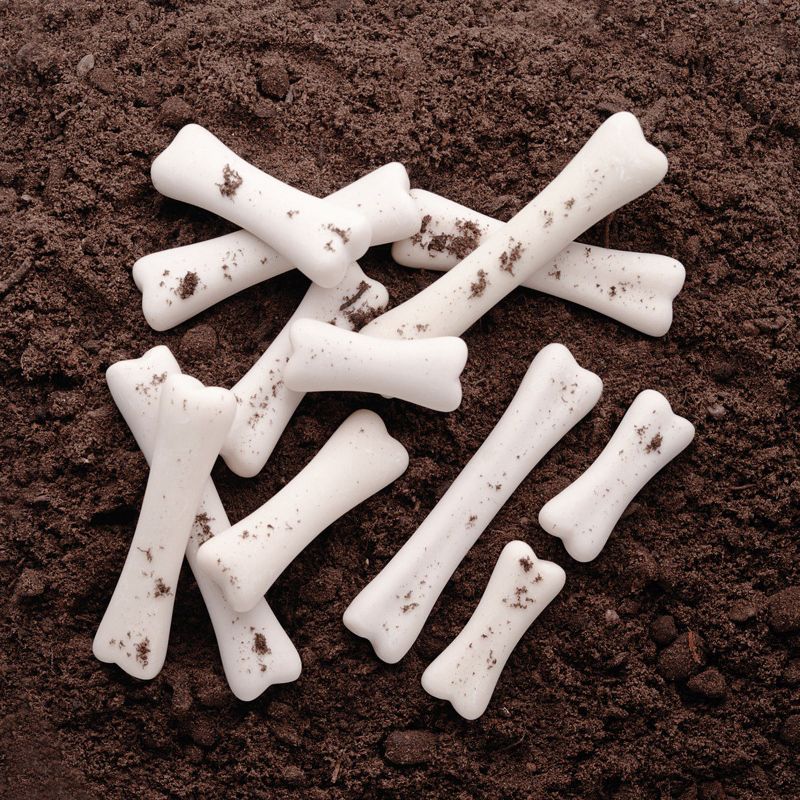 Yellow Door Dinosaur Bones Match & Measuring Set