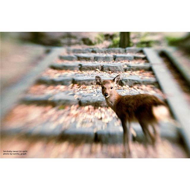 Lensbaby Composer Pro II with Sweet 50 Optic for Micro 4/3 #LBCP250M