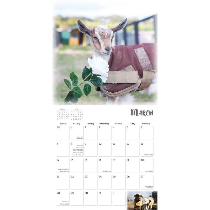 Sellers Publishing 2021 Lambies in Jammies & Goats in Coats 16-Month Wall Calendar Edgar's Mission Inc.