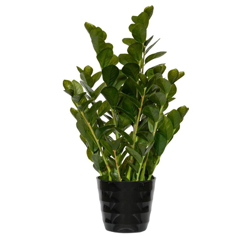 Medium Zamioculcas Indoor/Outdoor Artificial Plant Green - Pottery Pots
