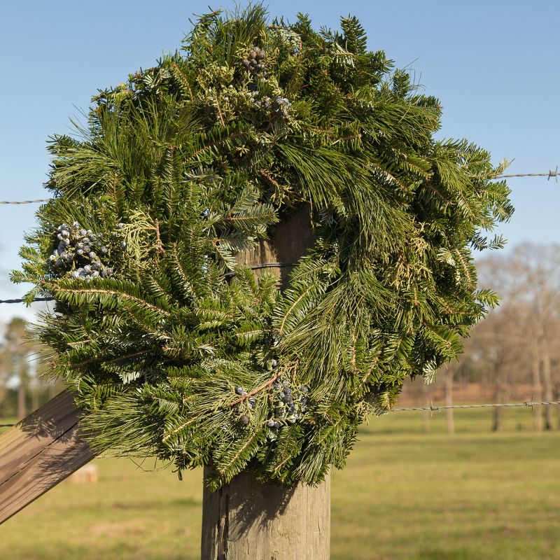 24" Live Fresh Cut White Pine/Blueberry Juniper Wreath - National Plant Network