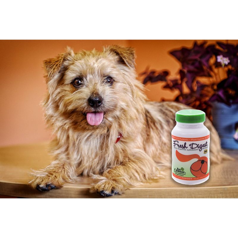 In Clover Fresh Digest Daily Digestive Aid Powder For Dogs - 3.5oz