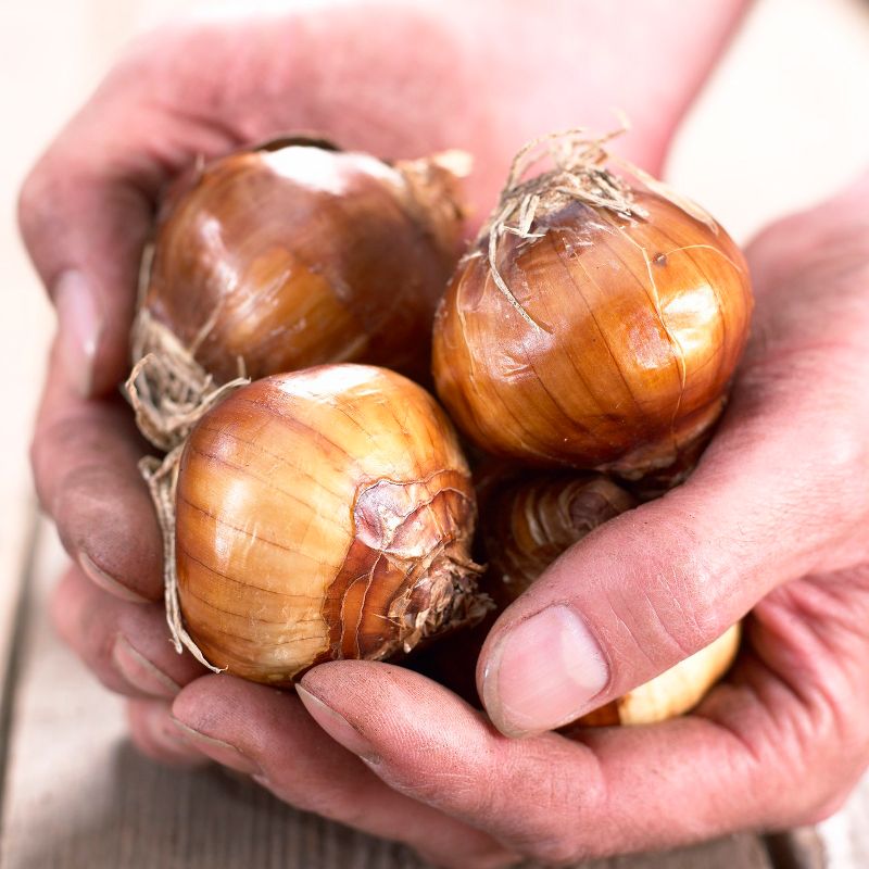 Paperwhites Set of 5 Bulbs - Van Zyverden