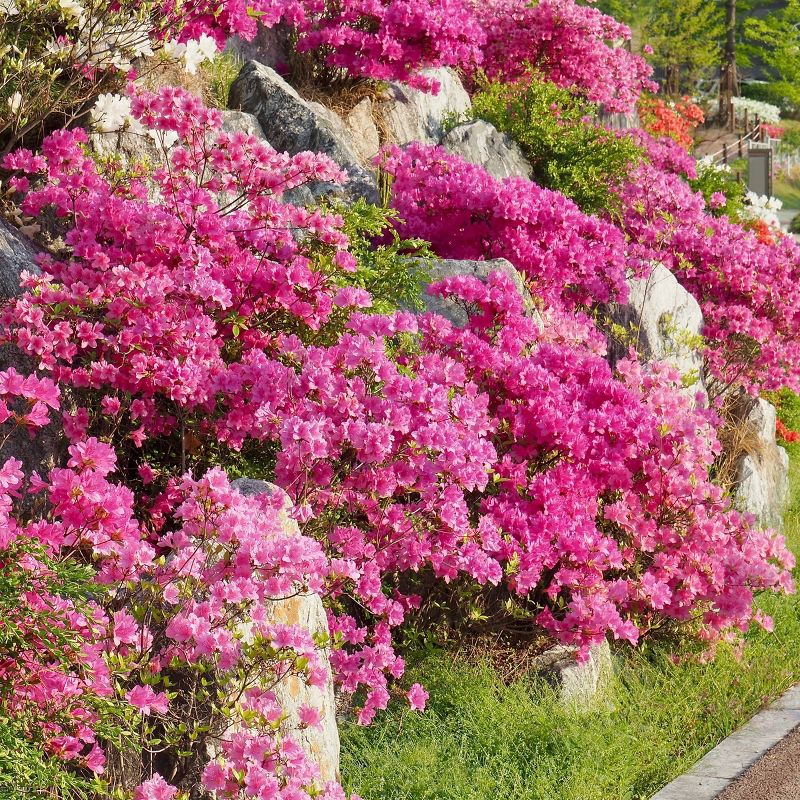 Bluberry 'Tift' 1pc - National Plant Network U.S.D.A Hardiness Zone 7-9 - 2.5 Quart