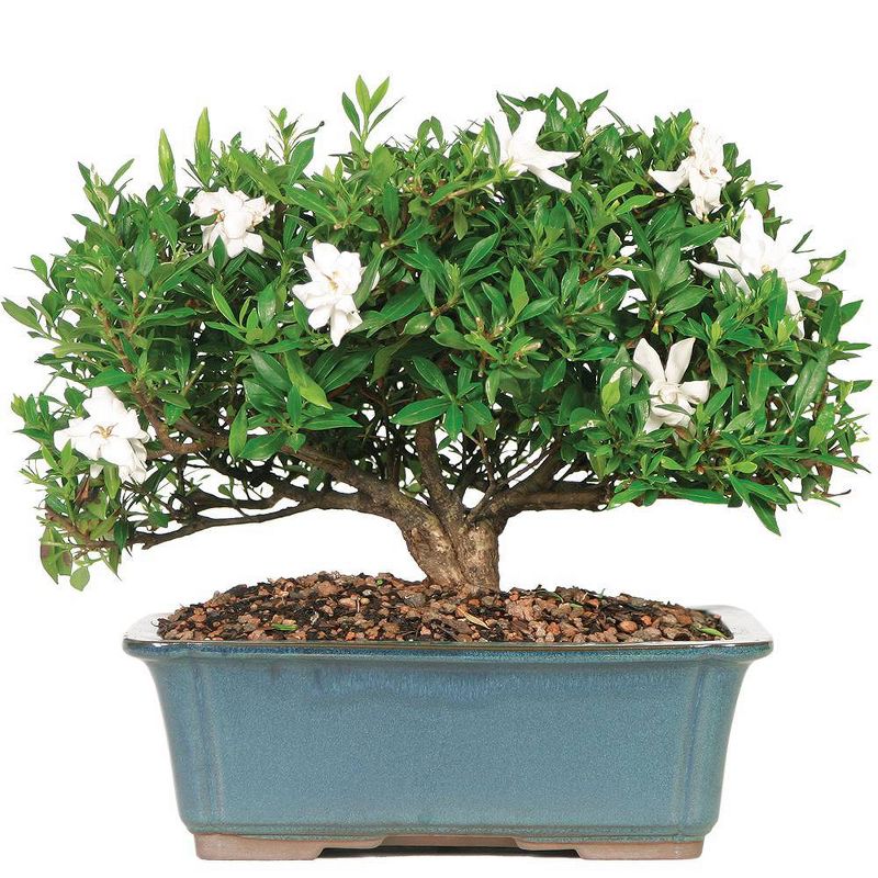 Extra Large Gardenia Outdoor Live Plant - Brussel's Bonsai
