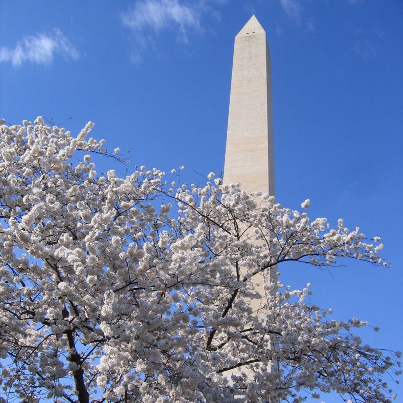 2pk Flowering Cherry Blossom Seed Grow Kit - The Jonsteen Company