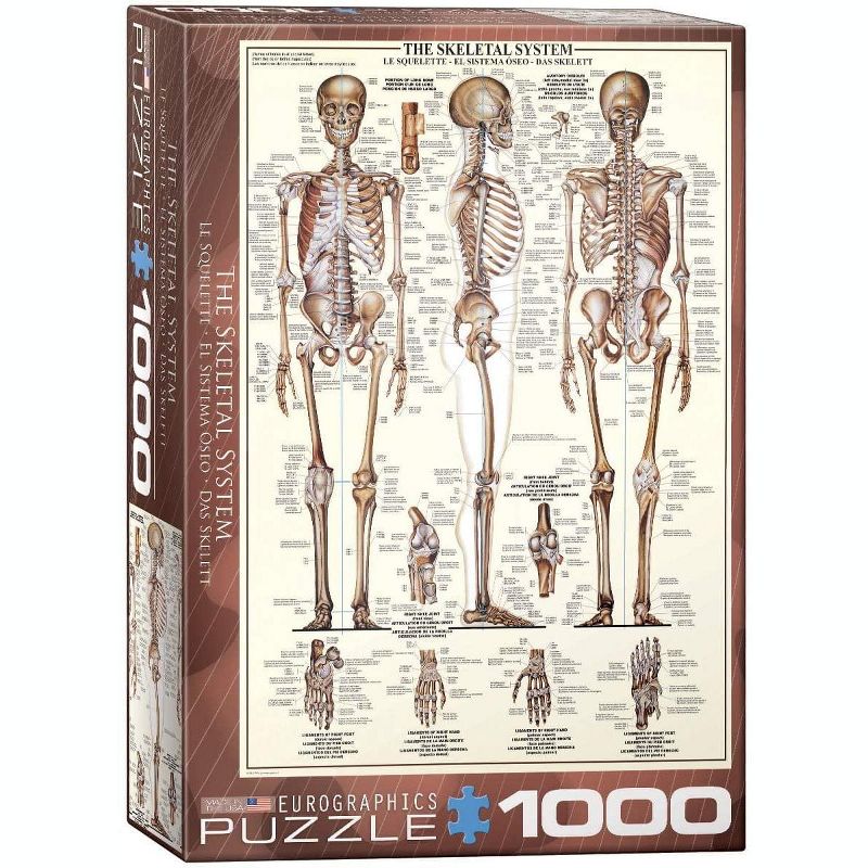Eurographics Inc. The Skeletal System 1000 Piece Jigsaw Puzzle