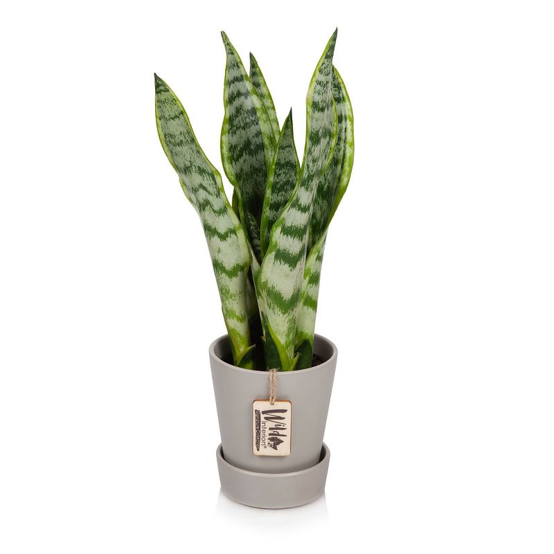 Wild Interiors 5" Sansevieria Signature Foliage in Ceramic