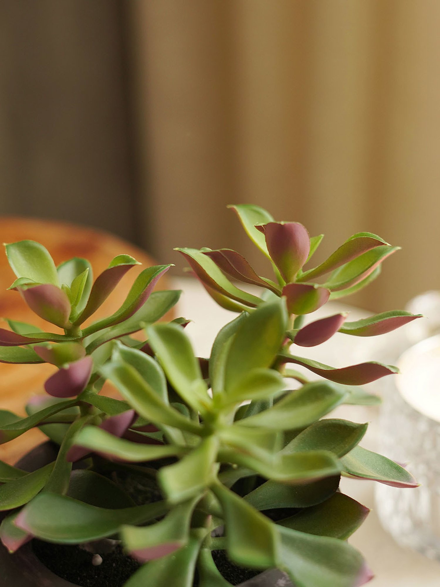 Pure Home and Living Green Plastic Succulents