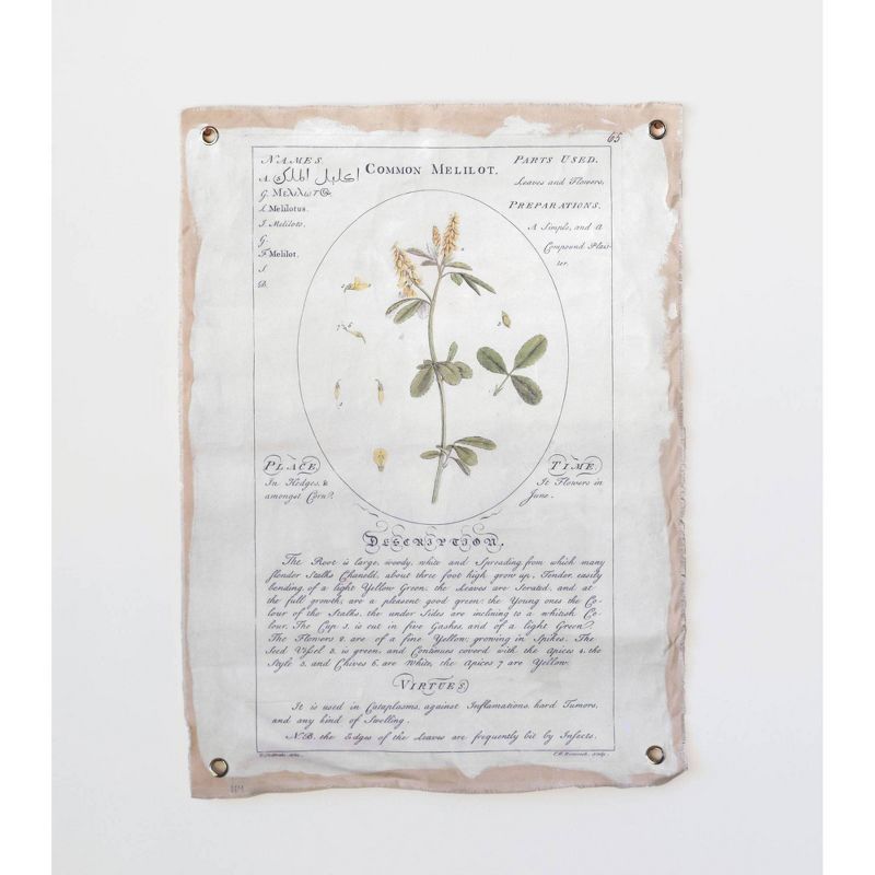 Set of 2 Styles Botanical Descriptions on Canvas with Grommets Decorative Wall Art - 3R Studios