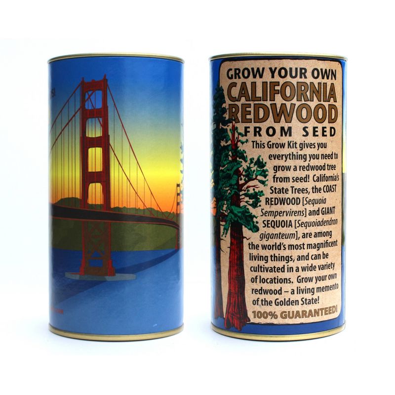 Van Zyverden Roses Mikado Root Stock