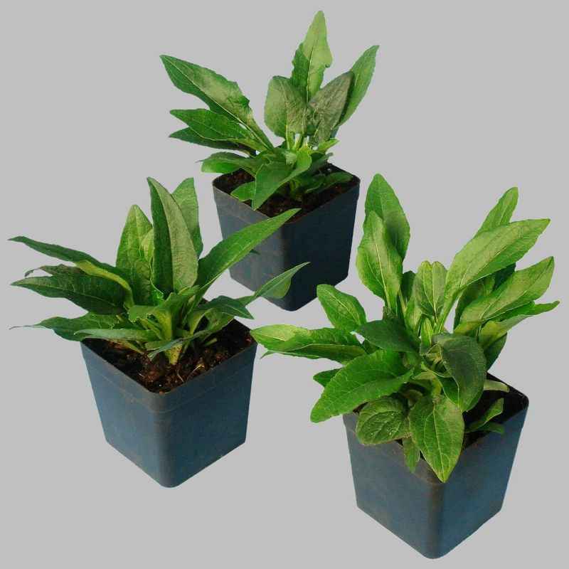 3pc Burpee Echinacea Lemon Yellow Sombrero - National Plant Network