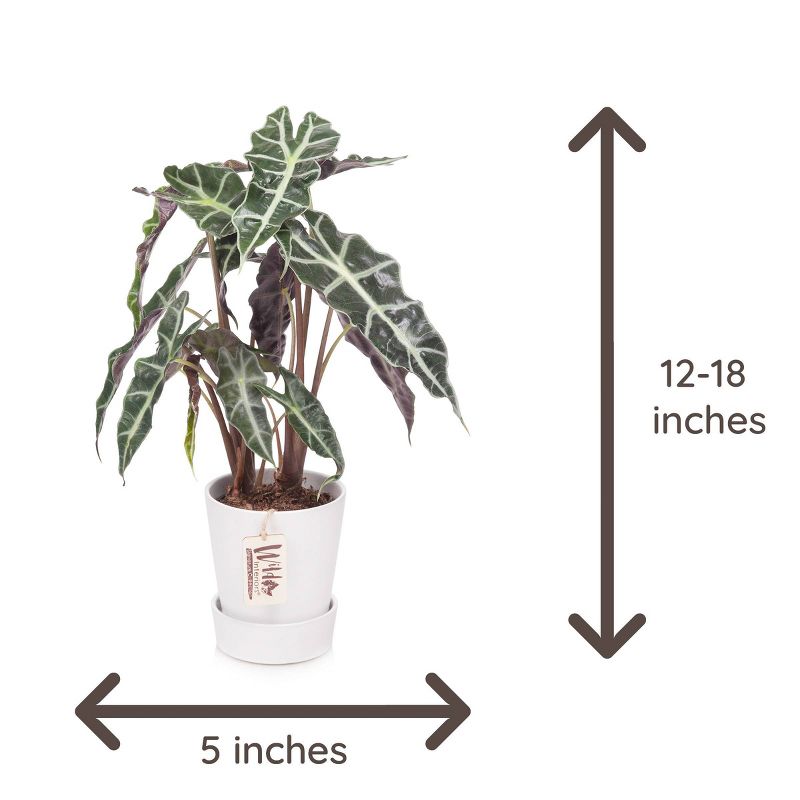 Van Zyverden Roses Mikado Root Stock