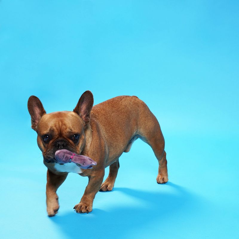 PetShop by Fringe Studio Lots of Llamas to Love Mini Dog Toy Set - Gray - 4pk