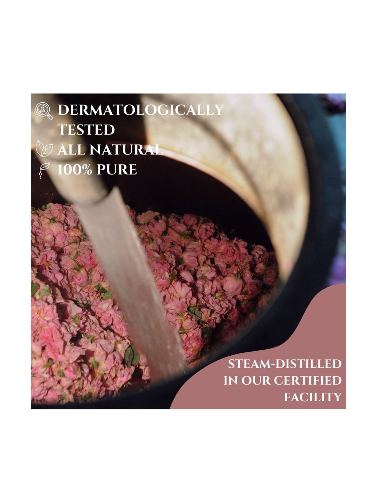 Essentia Extracts Rose Essential Oil (Pack of 2) - 30 ml