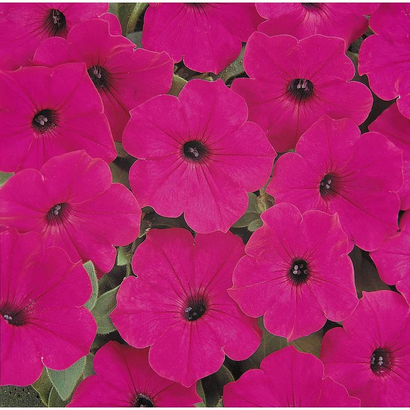 3pc Tidal Wave Petunia 'Purple' - National Plant Network