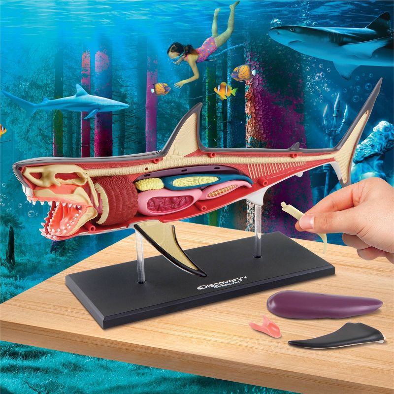 Discovery Kids Toy Anatomy Shark Kit