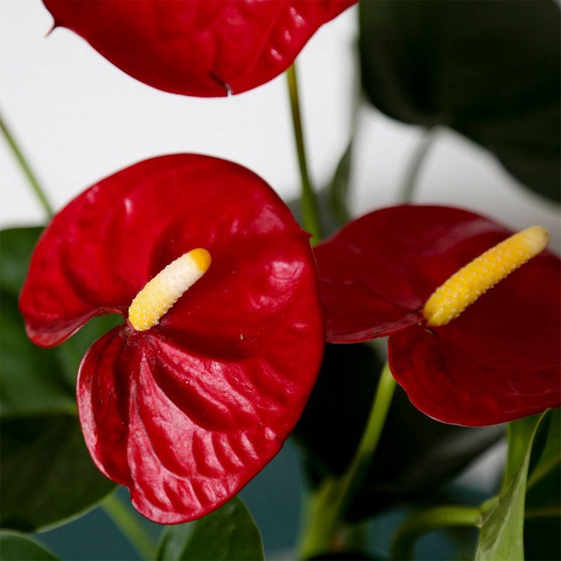 Just Add Ice 5" Red Anthurium in Ceramic