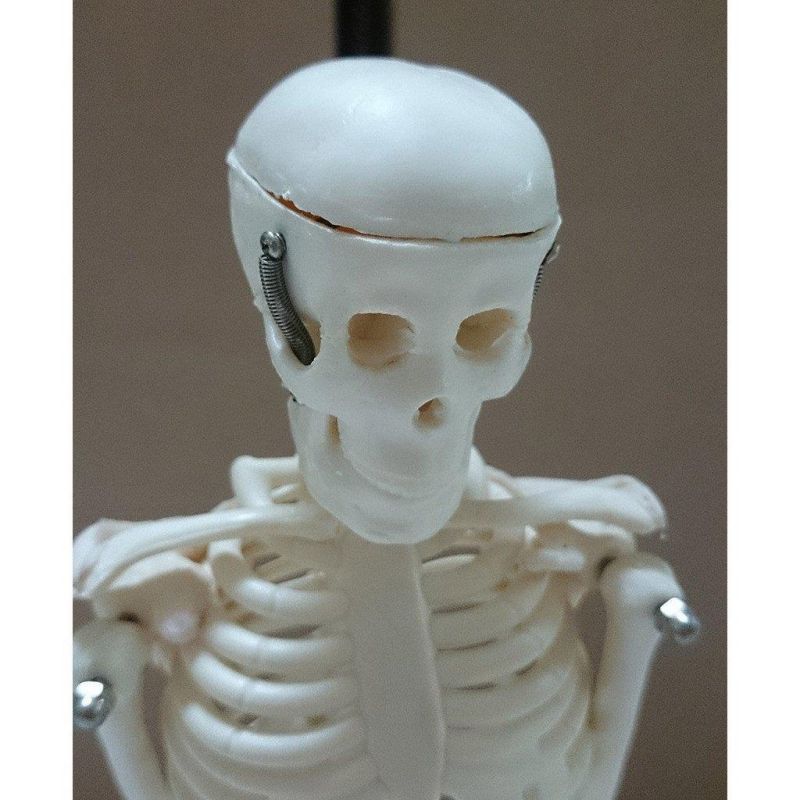 17 Inch 45cm Human Skeleton Model Great Teaching Aid Lifelike Bone Color