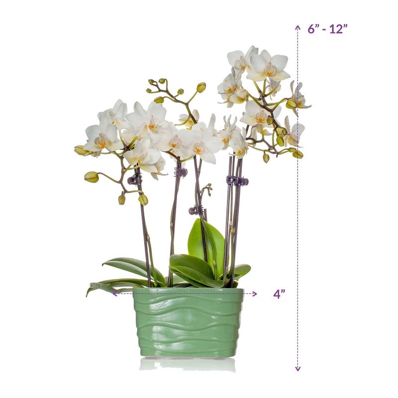 Van Zyverden Roses Mikado Root Stock