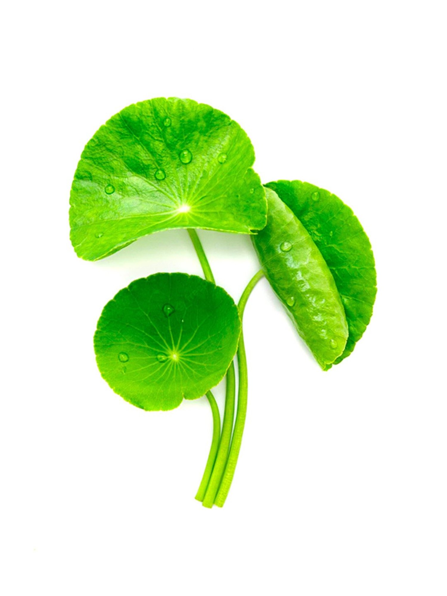 Beauty of Joseon Light On Serum Centella + Vit C - 10 ml