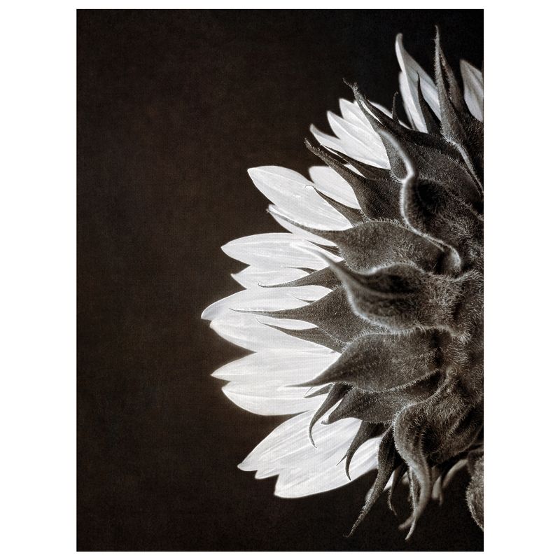 24"x36" Sunflower Profile By Ilona Wellman Art On Canvas - Fine Art Canvas