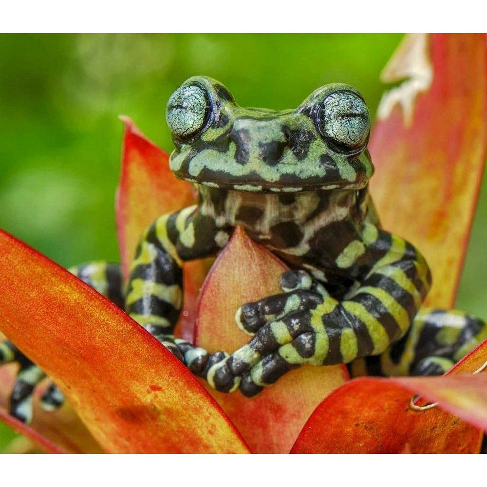 Calendar Ink,  Frogs WWF Wall Calendar 2021