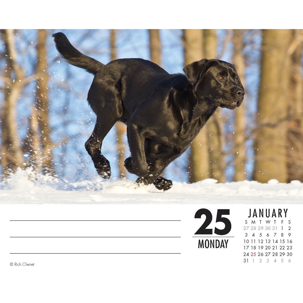 Just Labs 2021 Box Calendar (Dog Breed Calendar)