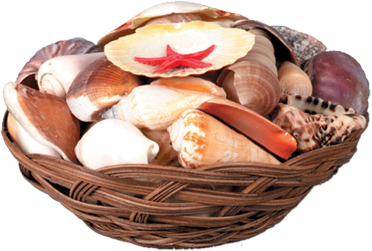 Beistle - 50830 - Shell Basket - Pack of 6