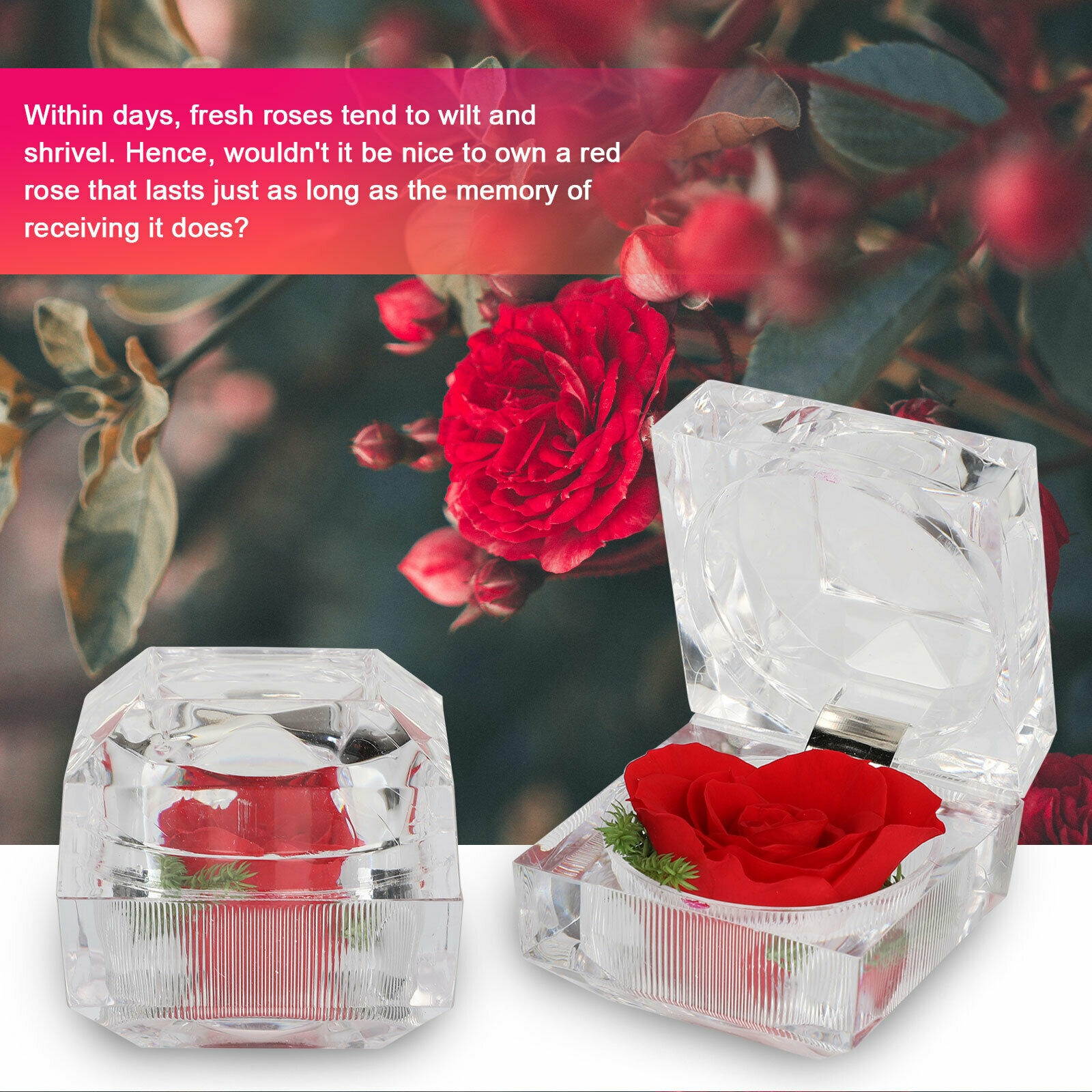 1/3/5PCS Real Preserved Forever Rose Flower Ring Box Birthday Anniversary Gift