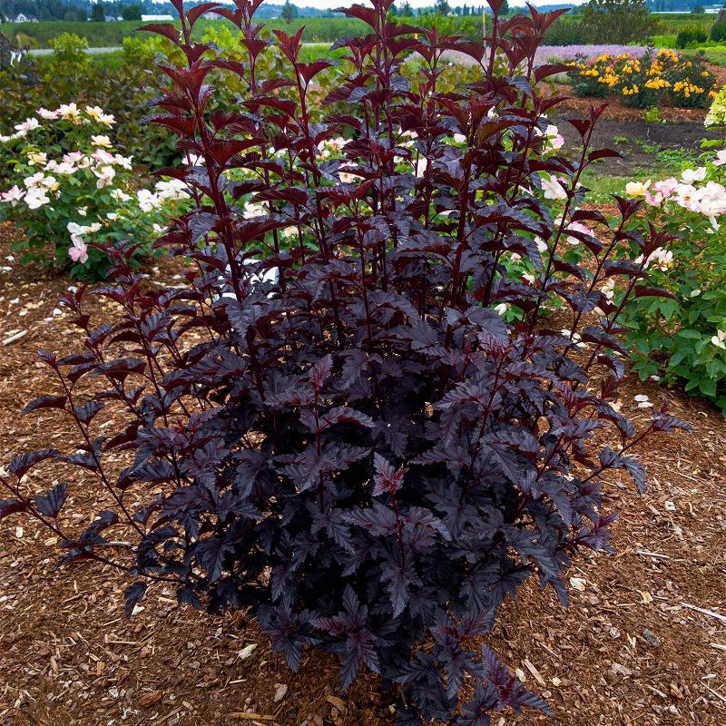 Physocarpus Panther 4" Potted Rocketliners - Van Zyverden