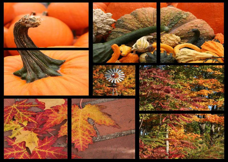 Thanksgiving Greeting Cards - Colorful Collage - CC100. Greeting Cards with a Collage of Autumn Images. Box Set has 25 Greeting Cards and 26 Pumpkin Orange Colored Envelopes.