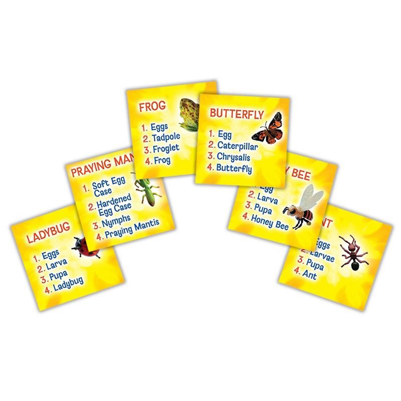 Insect Lore Products Life Cycle Figurines - 24 Pieces