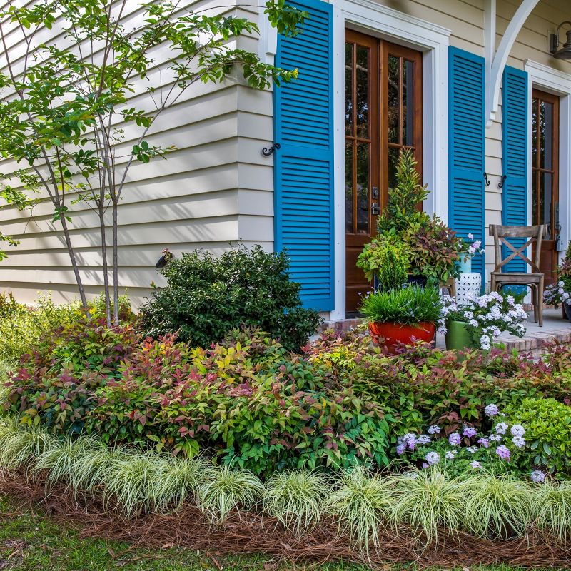 Van Zyverden Roses Mikado Root Stock