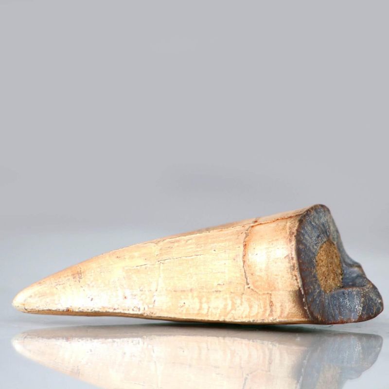 Master Replicas T-Rex Broken Tooth Resin Fossil Replica