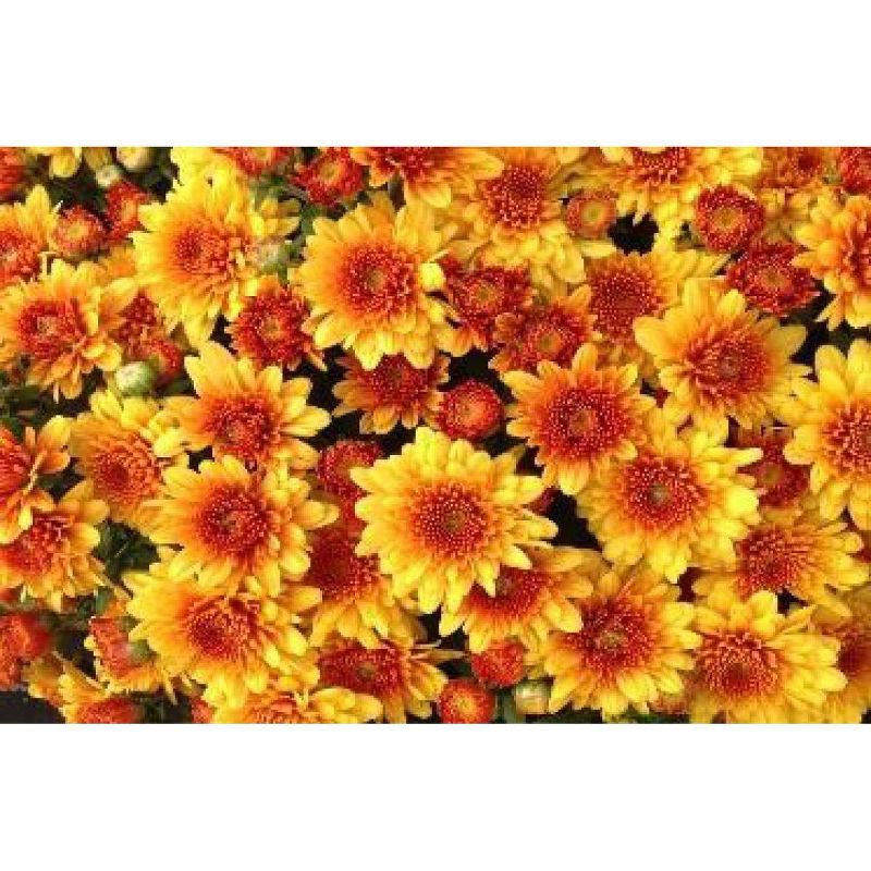 8" Orange Chrysanthemum Plant with Orange Blooms - National Plant Network