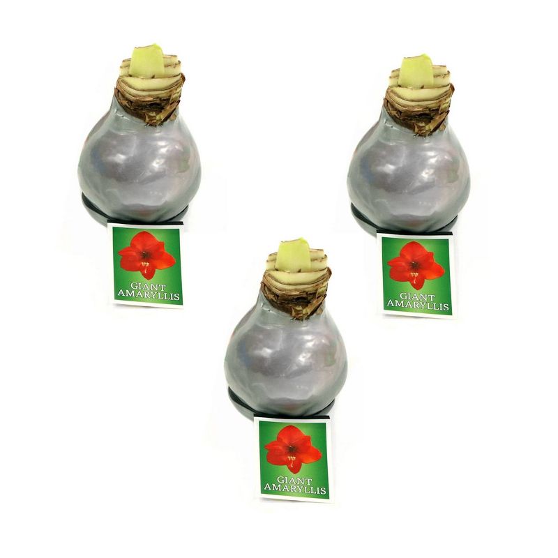 3pc Silver Waxed Giant Amaryllis - National Plant Network