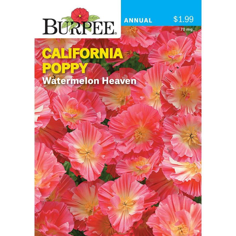 Van Zyverden Roses Mikado Root Stock