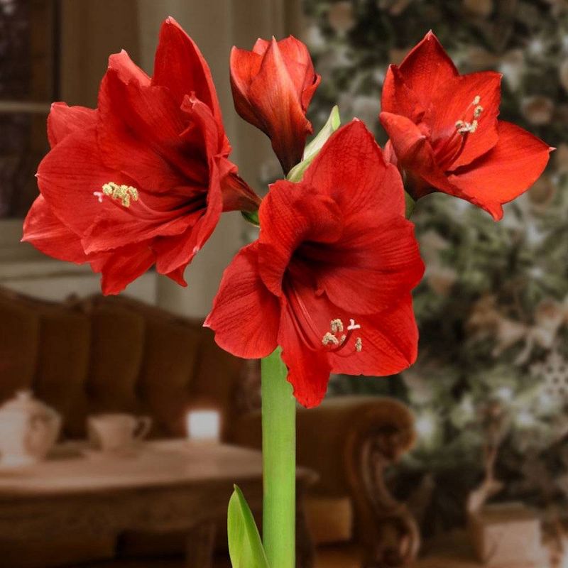 3pc Silver Waxed Giant Amaryllis - National Plant Network