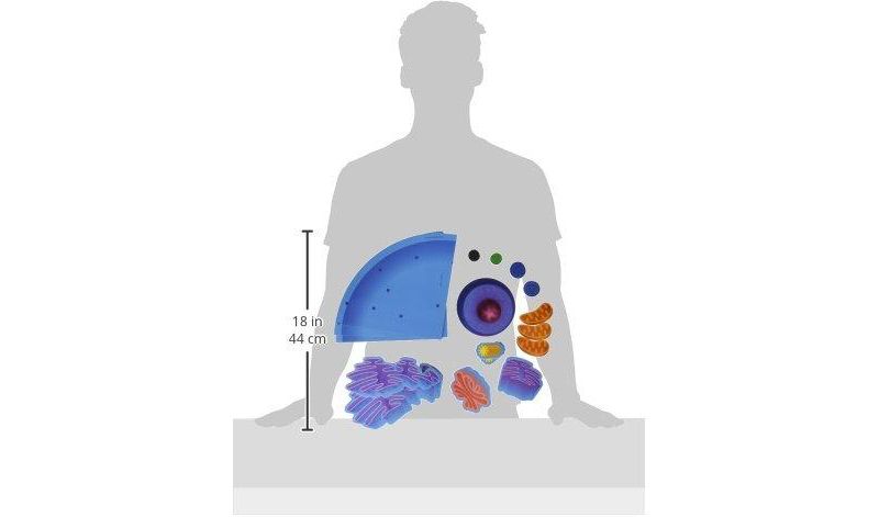 Learning Resources Giant Magnetic Animal Cell, 18 Piece Set, Ages 5+