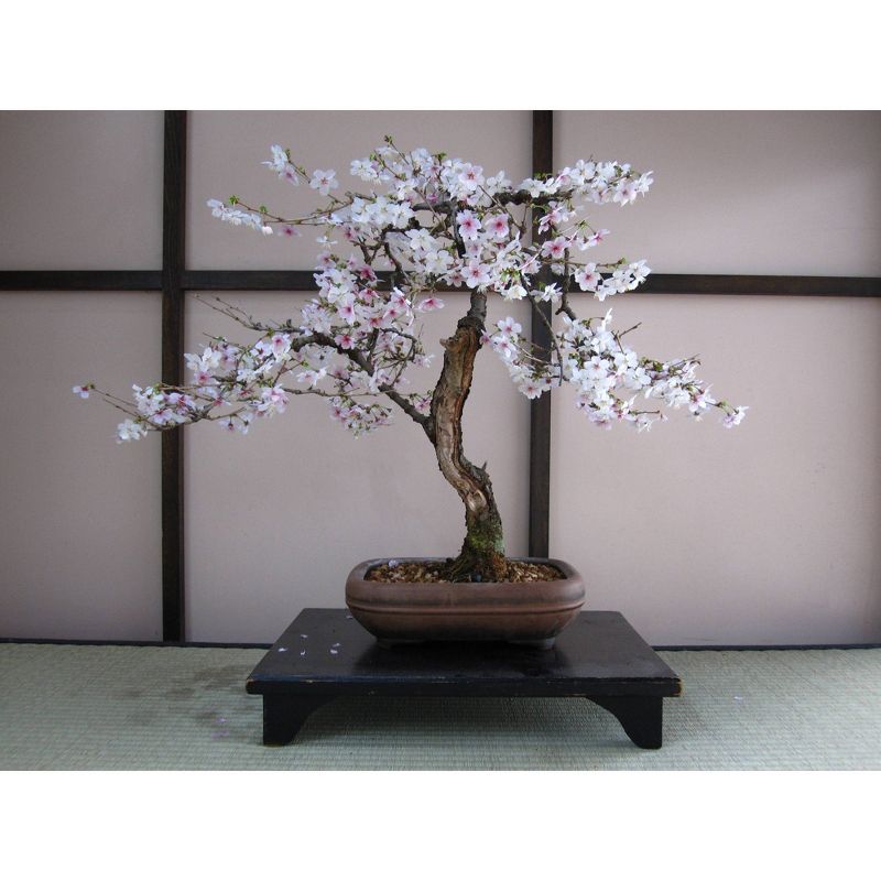 2pk Japanese Flowering Cherry Blossom Seed Grow Kit -The Jonsteen Company