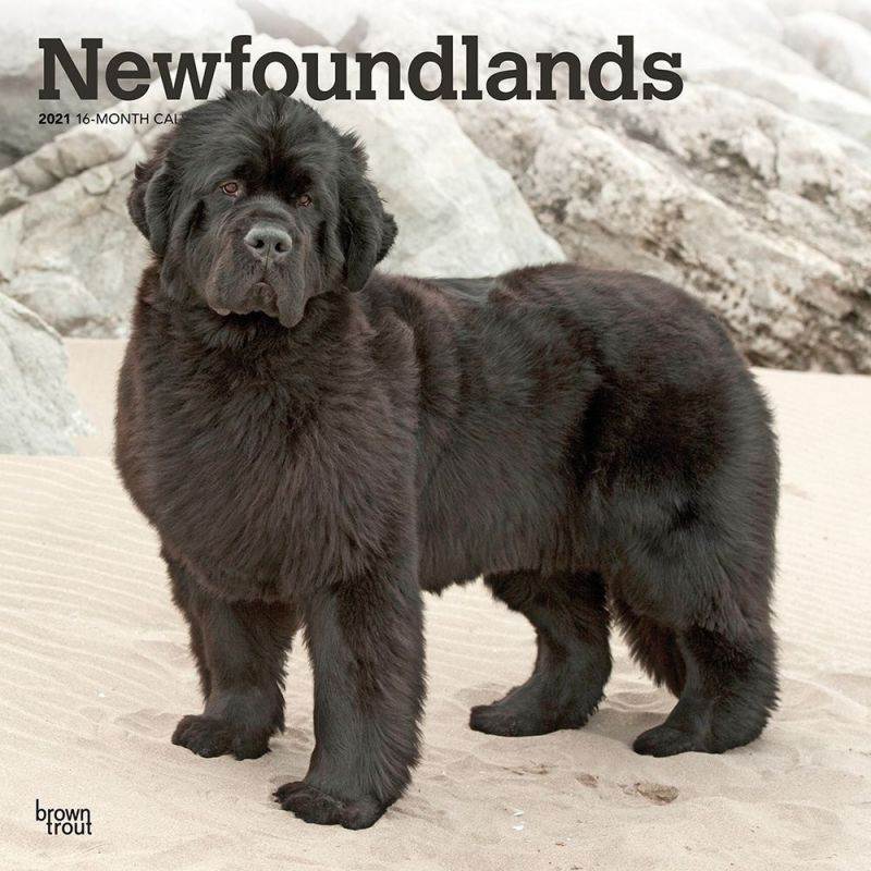 BrownTrout,  Newfoundlands 2021 Wall Calendar 2021