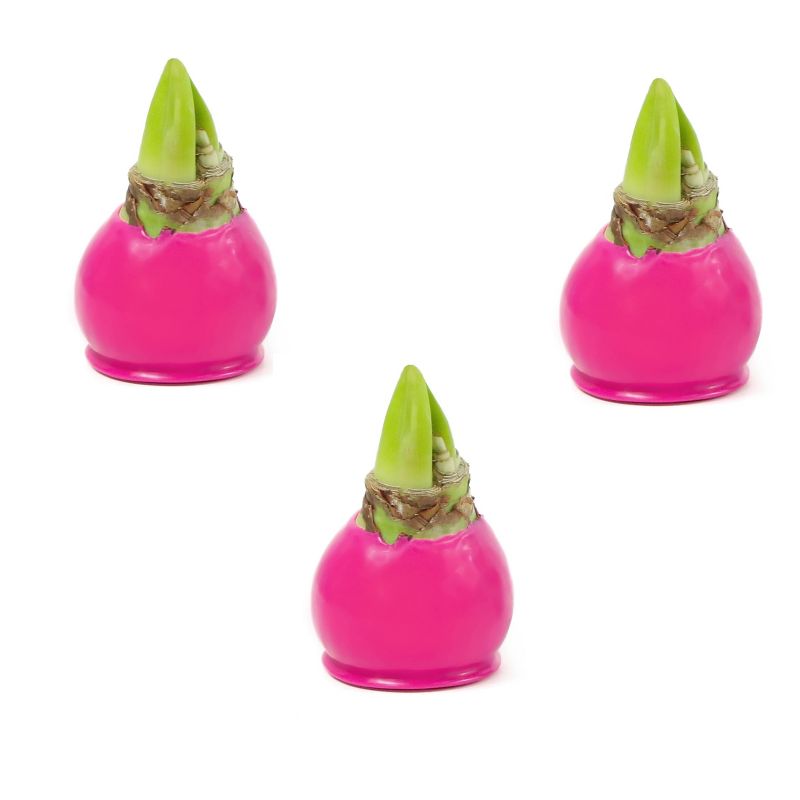 3pc Pink Giant Waxed Amaryllis - National Plant Network