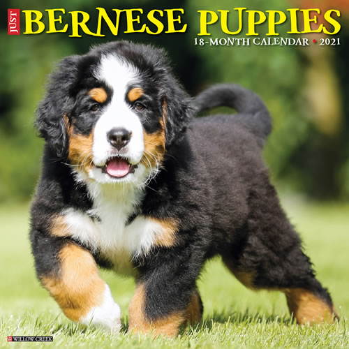 2021 Bernese Mountain Puppies Wall